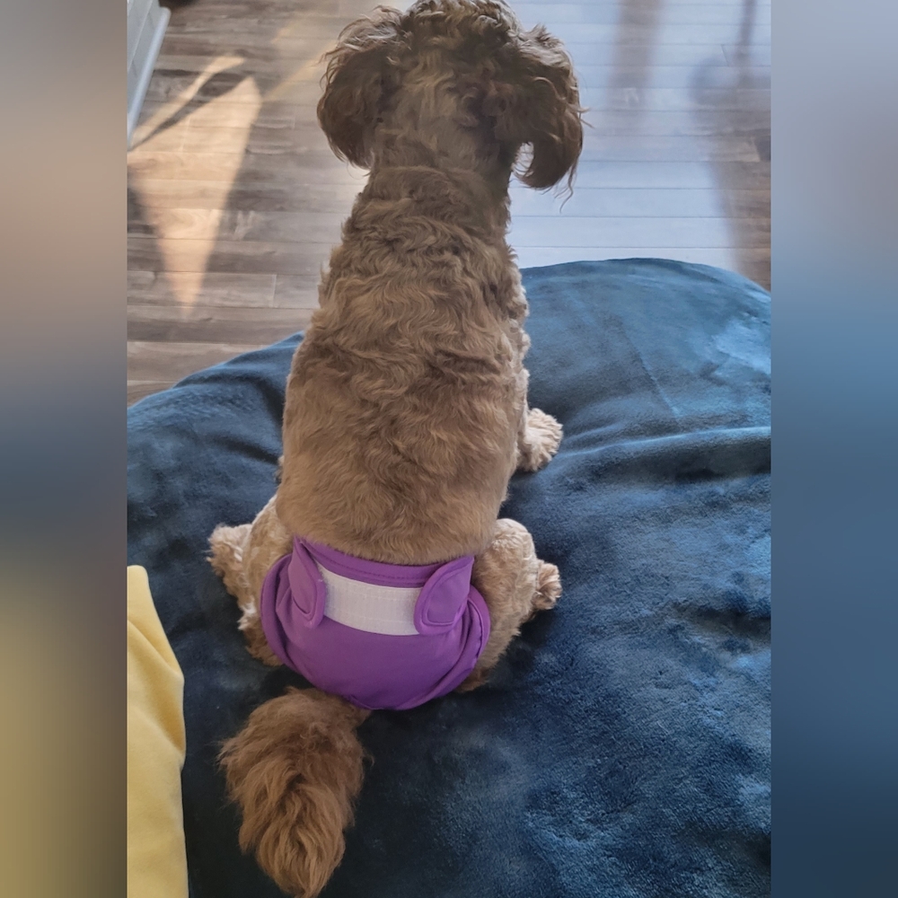 Dog reusable and washable diapers